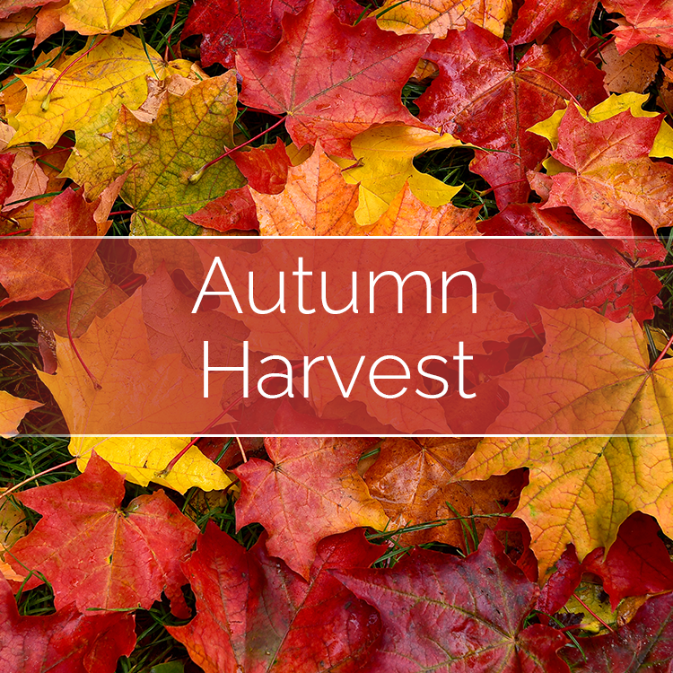 Autumn Harvest - Soy Candle Making Kit with Glass Jar