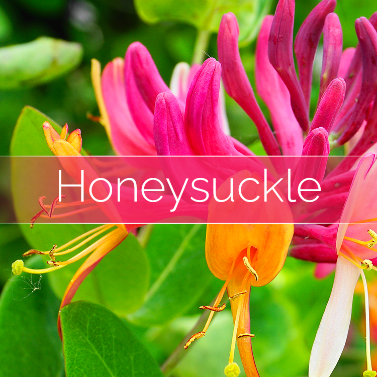 Honeysuckle - Soy Candle-Making Kit with Glass Jar